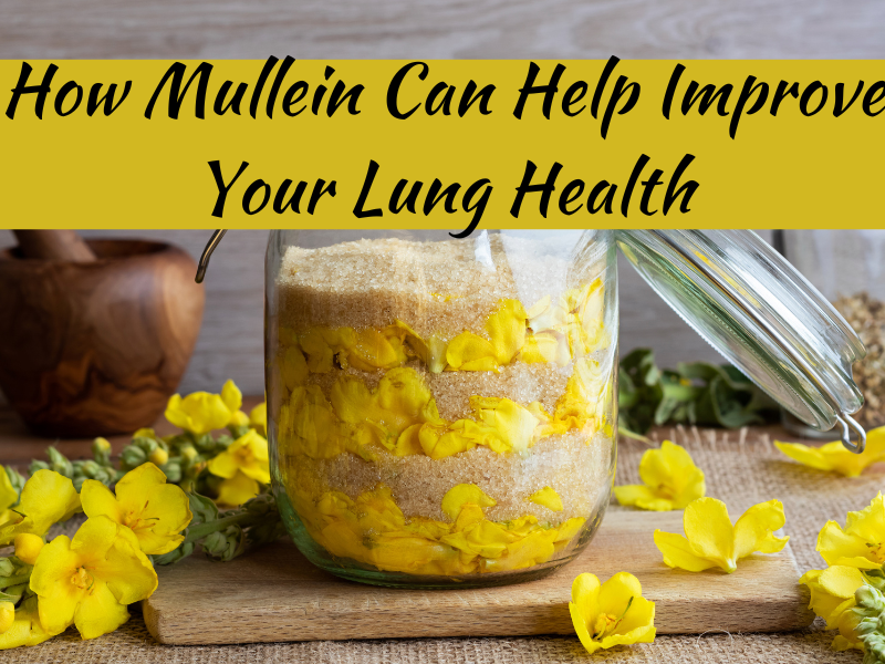 How Mullein Can Help Improve Your Lung Health – Health Wellness 360