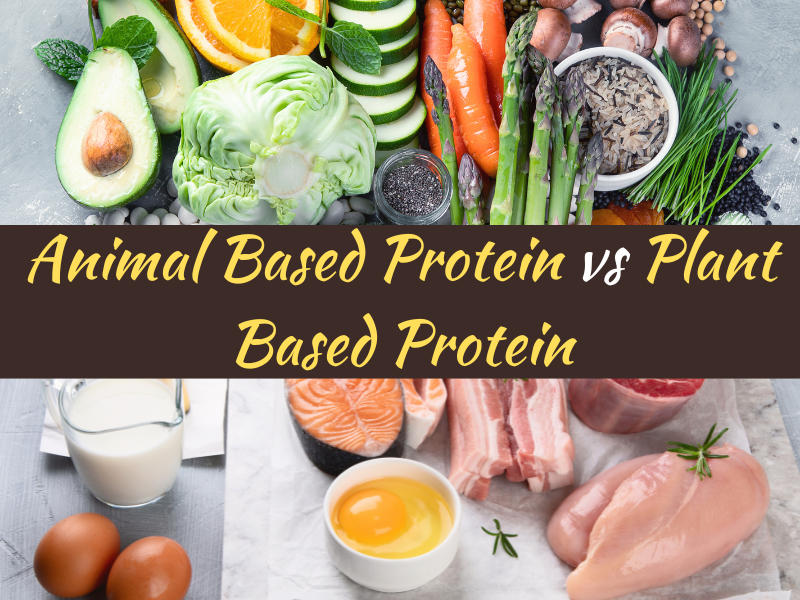 Animal Based Protein vs Plant Based Protein