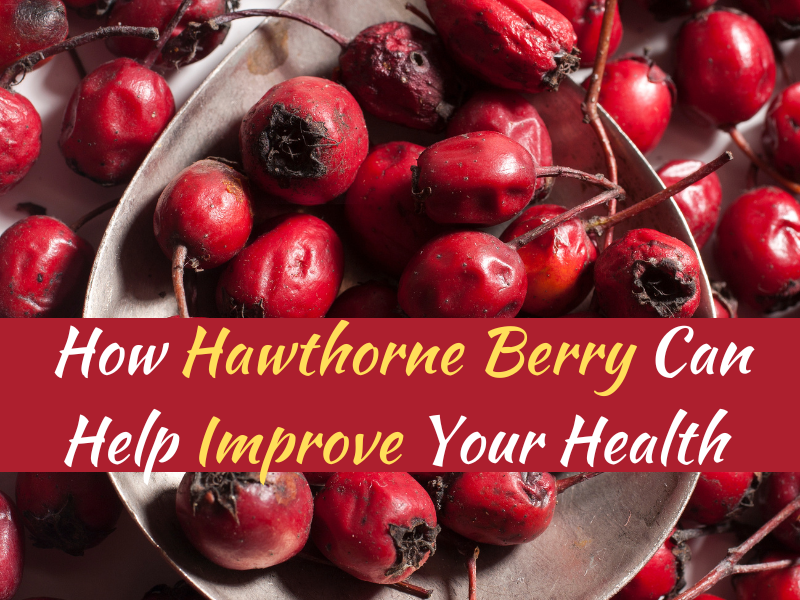 How Hawthorne Berry Can Help Improve Your Health